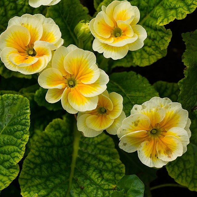 Κυνηγώντας «αρώματα» στα ελληνικά όρη