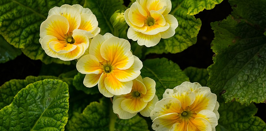 Κυνηγώντας «αρώματα» στα ελληνικά όρη